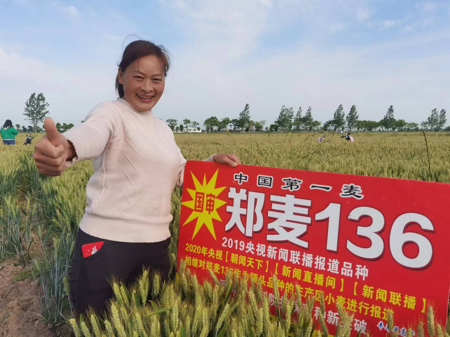 鄧州雲志種業在都司鎮舉辦鄭麥136農民觀摩會