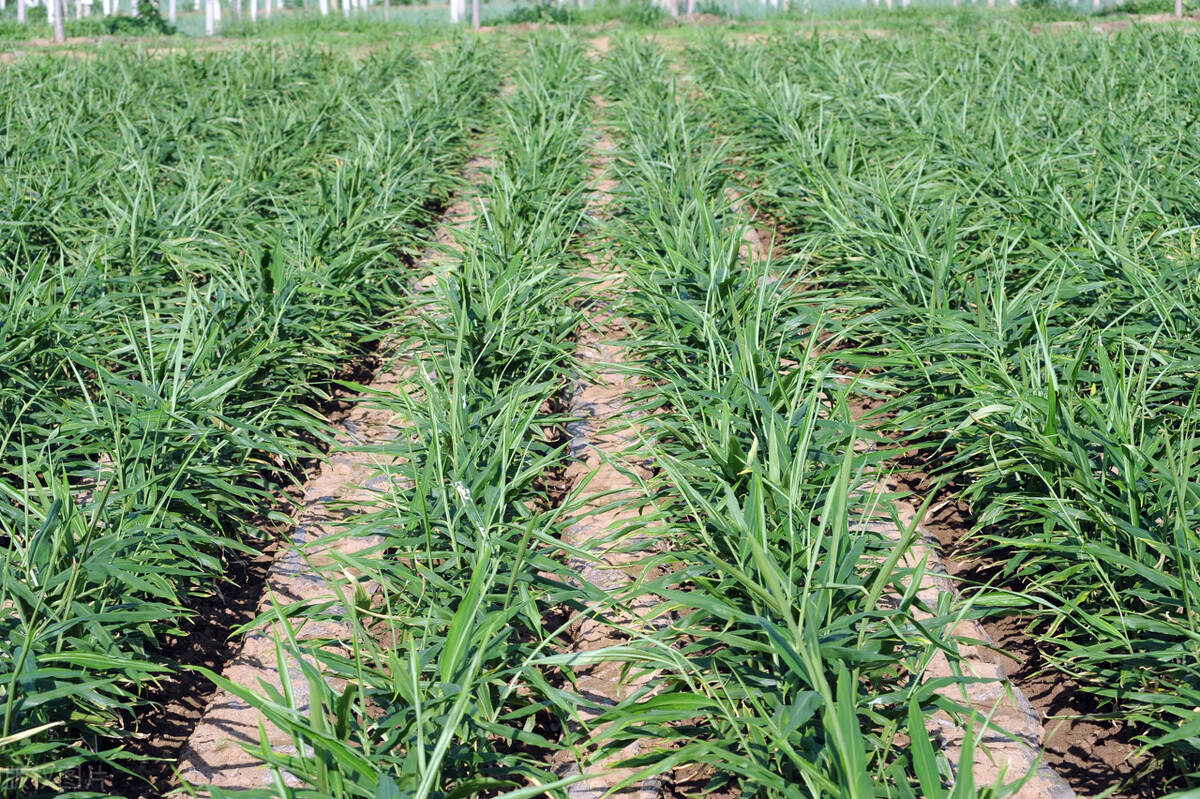 大姜出苗后,使用土壤酶生根剂5kg 十二元素菌剂5kg,壮苗养根,让大姜多