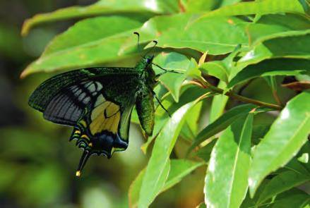 世界八大名贵蝴蝶之首,科学家:想要找你不容易_金斑_凤蝶_标本