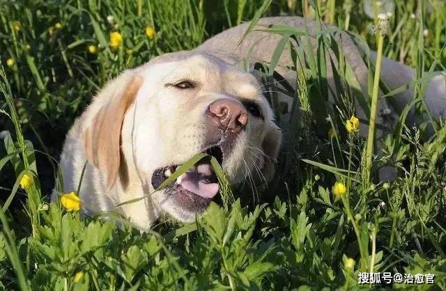 狗狗吃多少韭菜会致死 体质 肠胃 血液