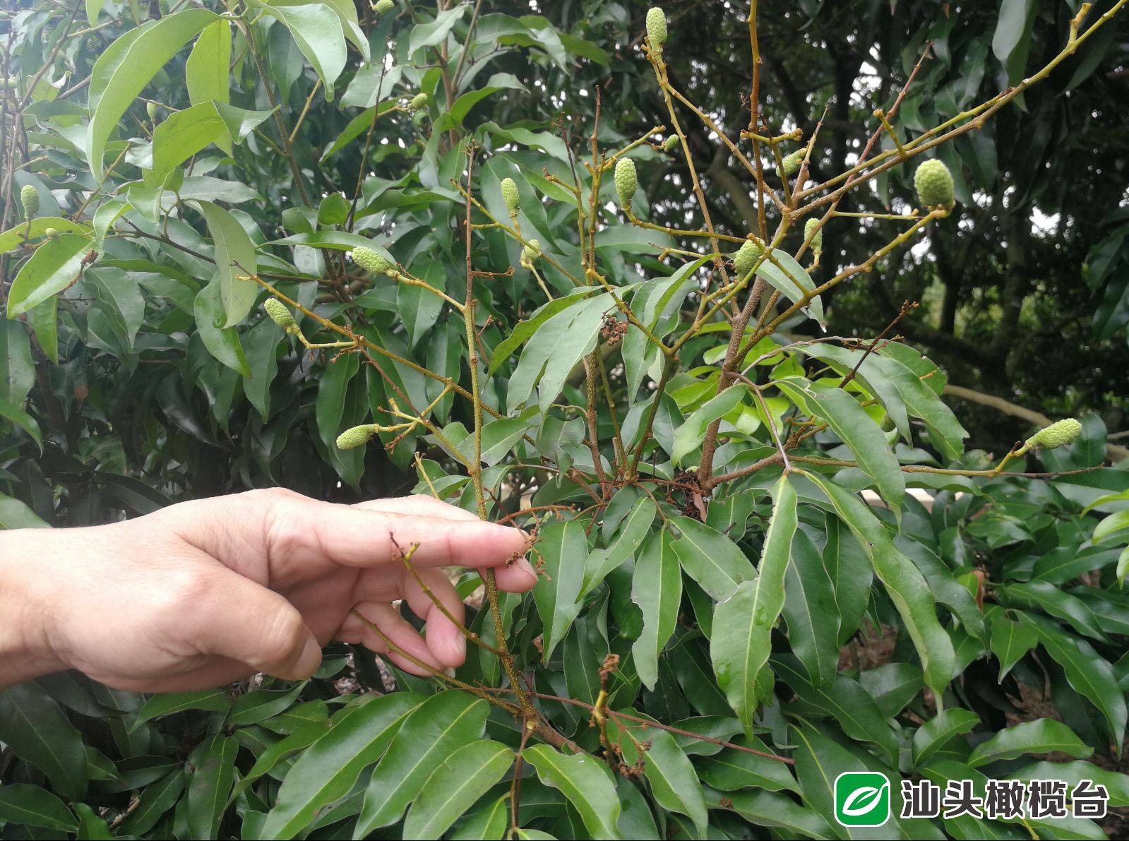 潮南雷嶺這些荔枝種植戶一天內獲農業保險金賠付_理賠_汕頭市_雷嶺