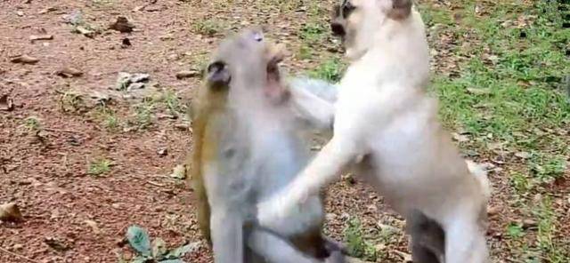猴子和狗打架谁厉害图片