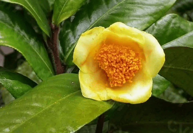 原创茶族皇后金花茶中国珍稀植物里的颜值担当营养丰富