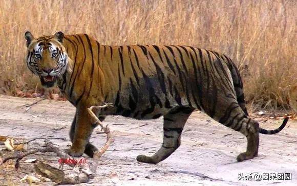 班达嘉虎王战纪28老虎界的遗孤辛汉