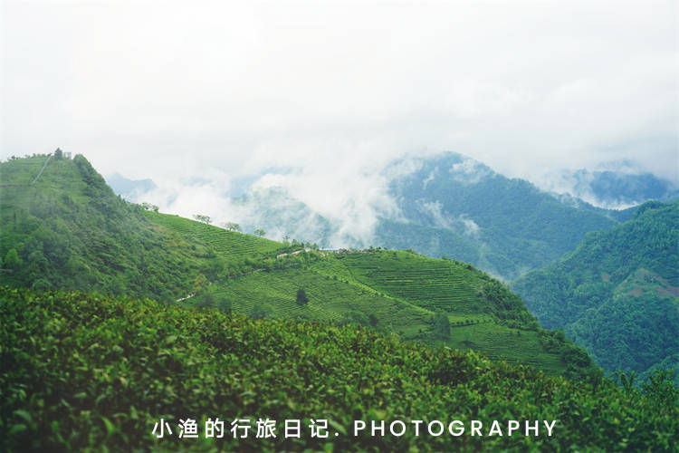 它是中国最美茶园之一，陕西唯一！山环水绕、云雾缭绕、碧波荡漾