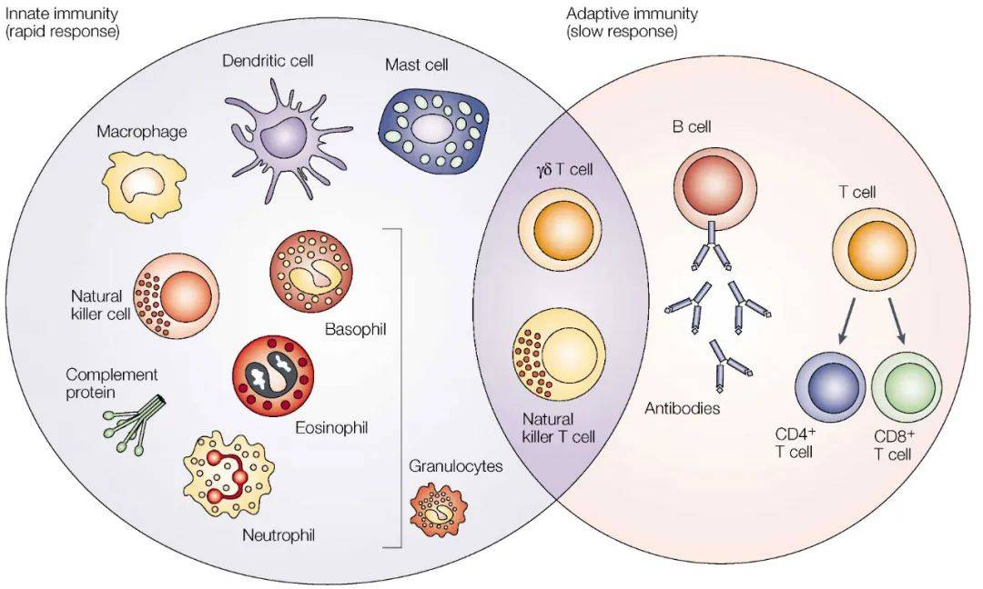 lymphoid cell, ilp),是紧随t细胞,b细胞之后的第三大类淋巴细胞;其
