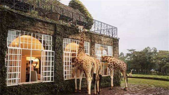 全球十大动物主题酒店图片