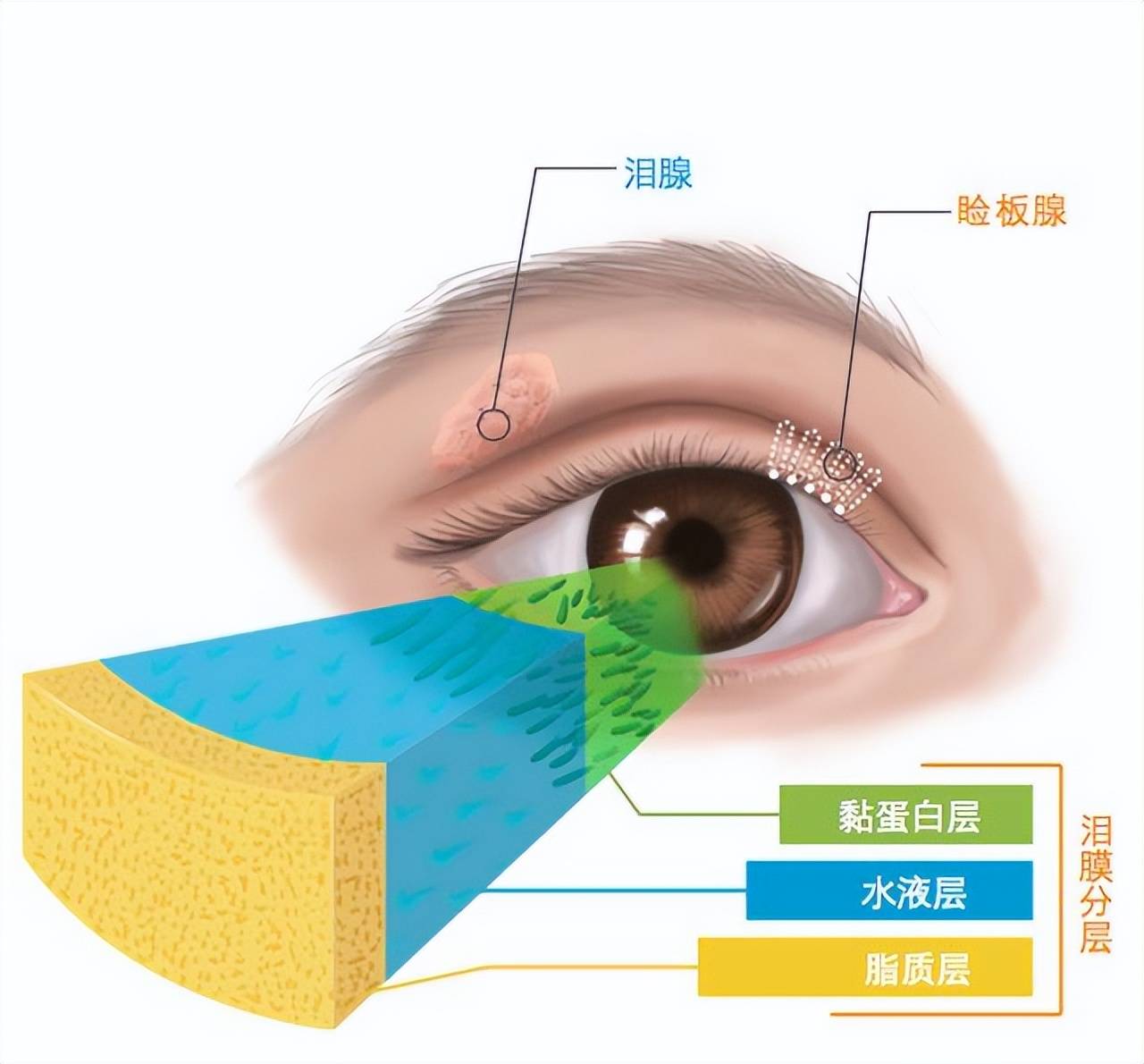 眼睛冷敷可以改善干眼的原因主要是眼表(包括眼睑,结膜,角膜等)存在一