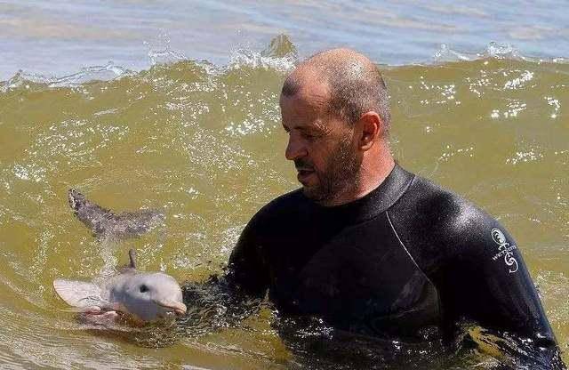 无脑游客强拖搁浅的小海豚合影，致其心肺衰竭而死！