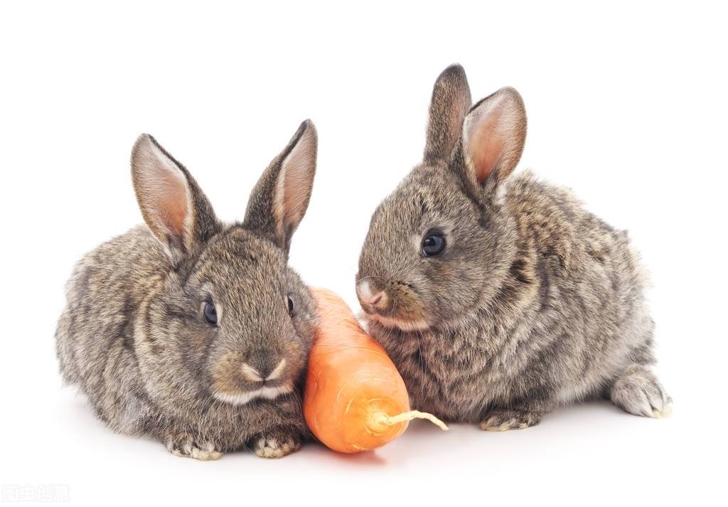 养宠经验:幼兔能不能吃球虫病药