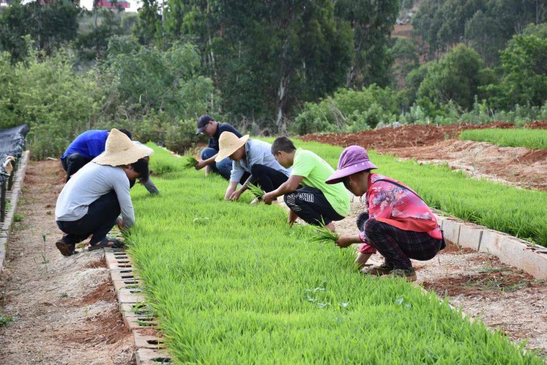 啥,旱地也能种水稻?开远放大招啦~_灵泉街道_进行_种植地