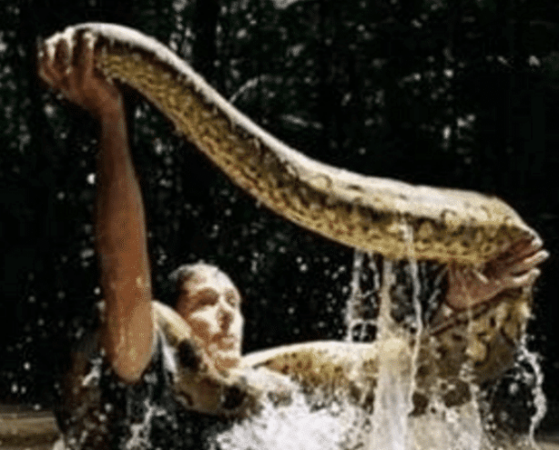 原创世界蛇王是人而不是蛇从致命毒蛇到巨蟒没有他不敢抓的