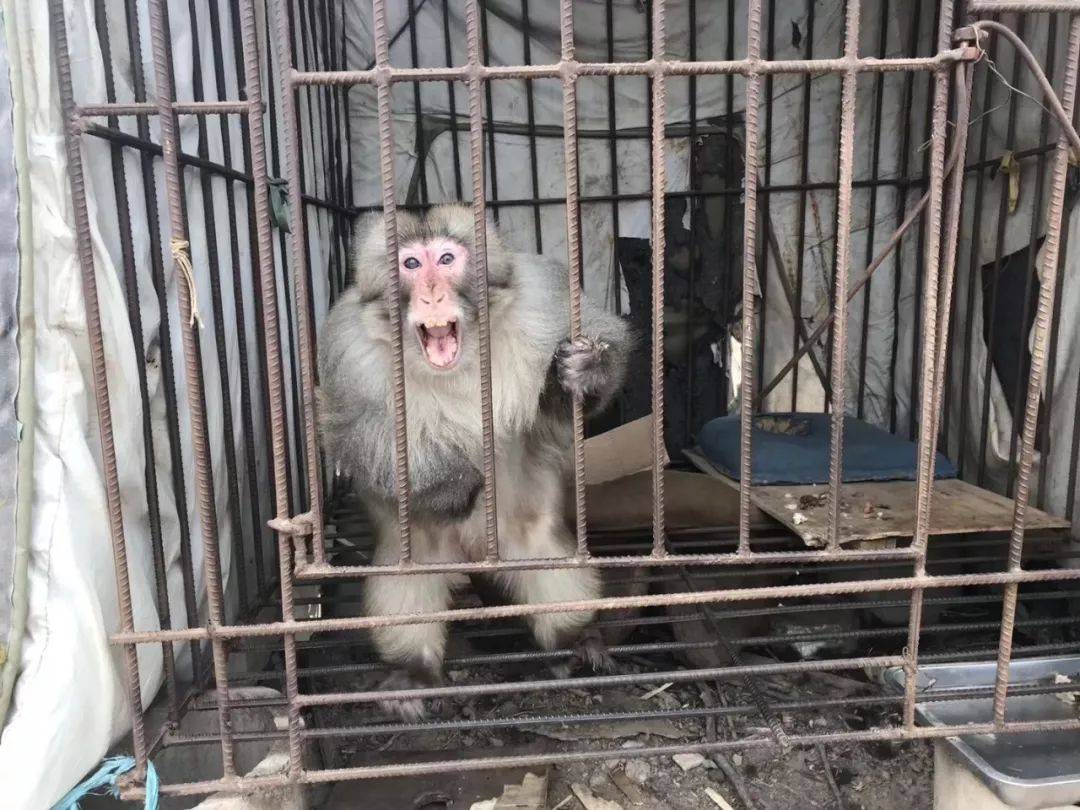 出家师父7年艰辛救助上万生灵,想靠这些桃子守护劫后余生的它们_动物