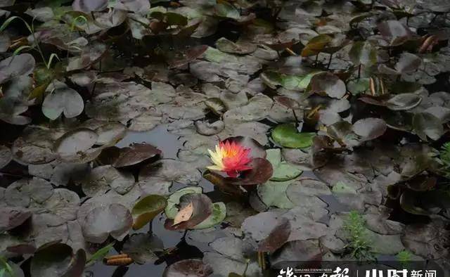 喜欢这样的初夏！昼开夜合，杭州植物园100多种睡莲进入盛花期