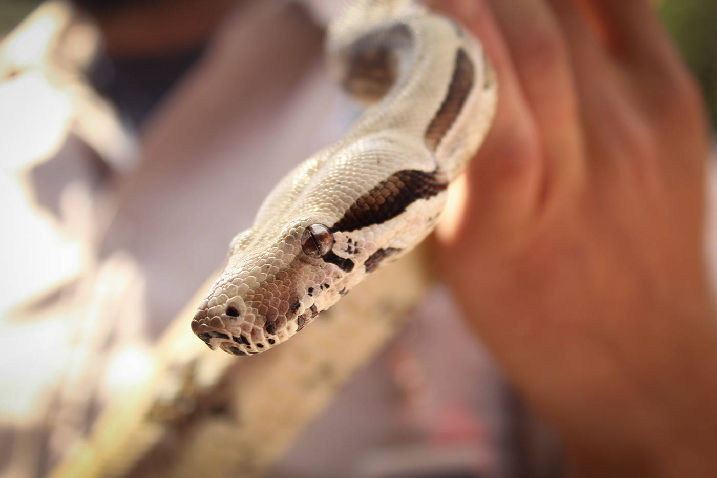 蛇獴战眼镜王蛇图片