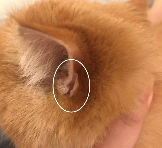 虽然位置十分隐蔽,作用却不小_进行_耳猫_问题