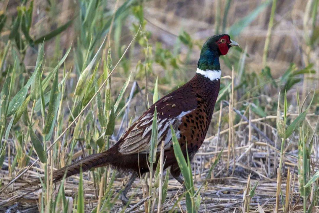 原创特别推荐克拉玛依林海公园雉鸡漫步野兔撒欢
