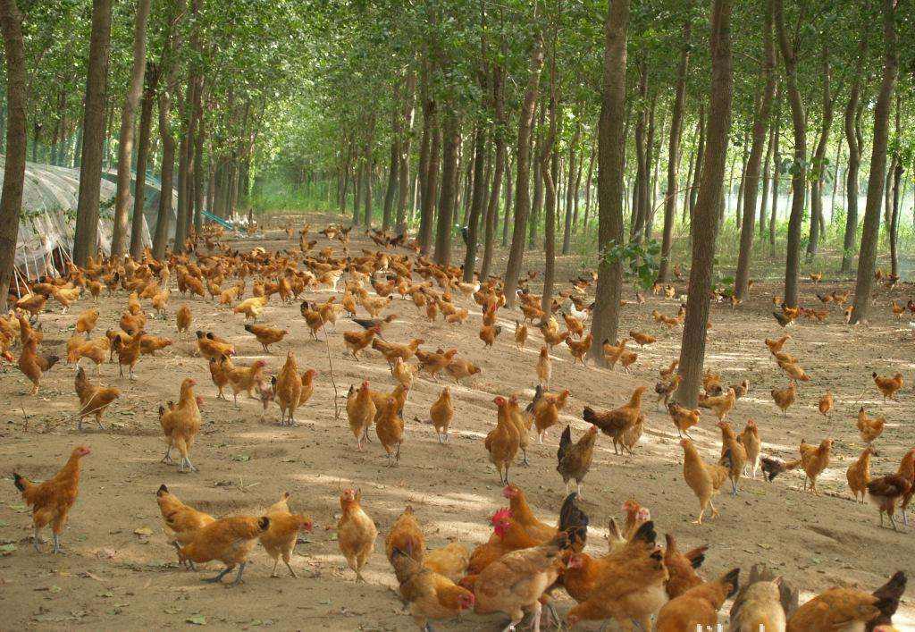 原创三年赚了500万农村养鸡是一门好生意养鸡比养鸭更具优势
