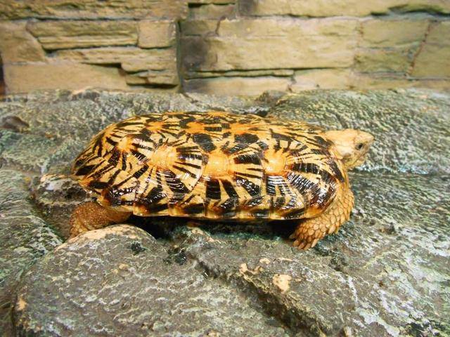 原创饼干陆龟薄饼龟这是一只花纹漂亮特殊的乌龟