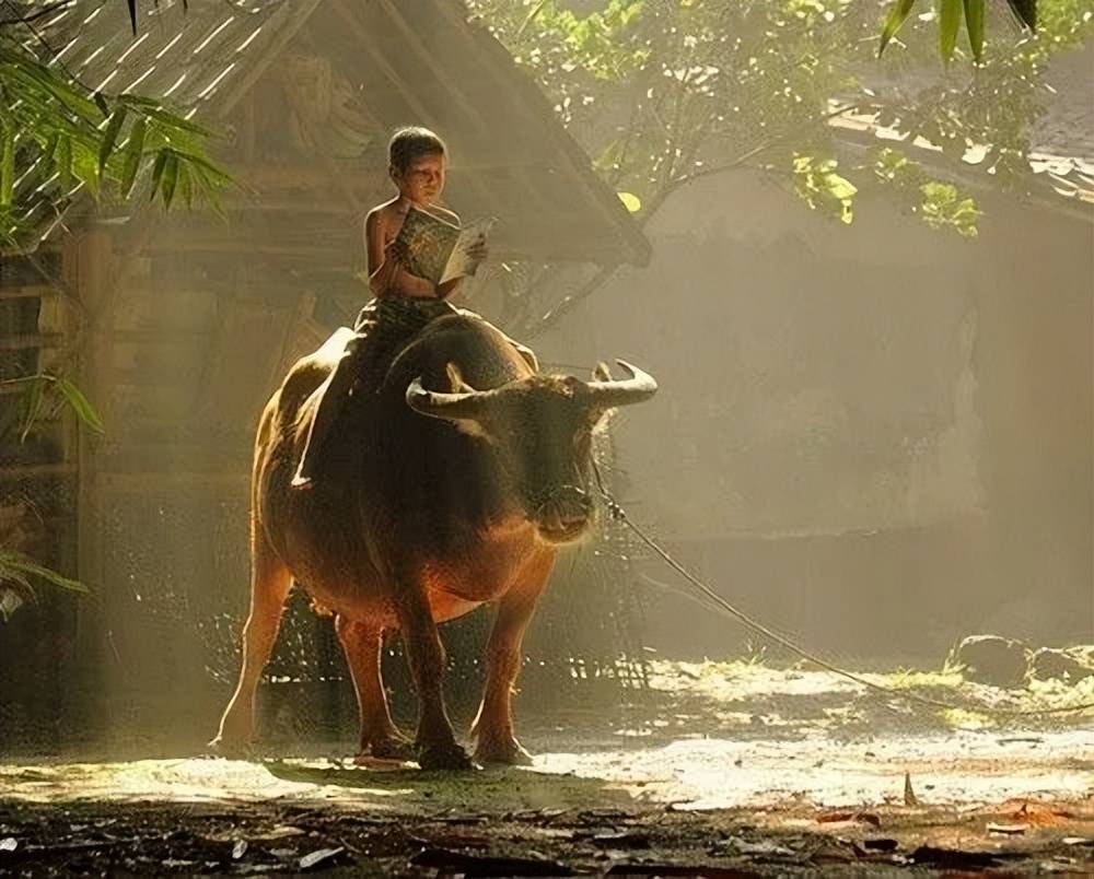 牛背上的牧童书趣