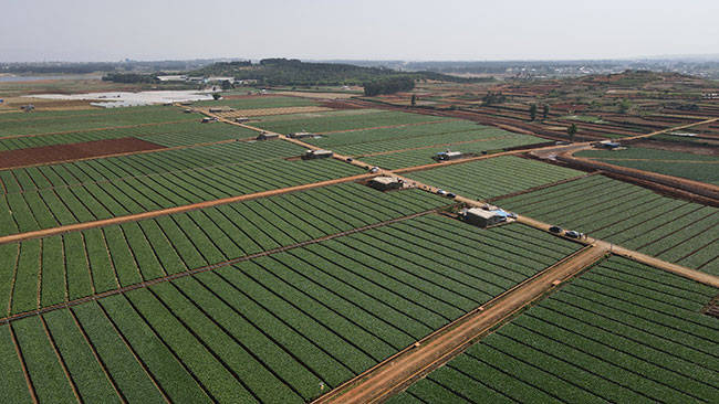龙潭社区蔬菜种植基地航拍.