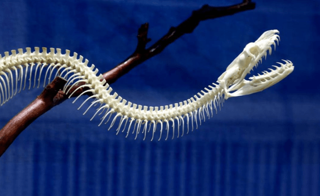 原创比五步蛇毒男子被竹叶青咬伤打完5小时点滴后才感觉活过来