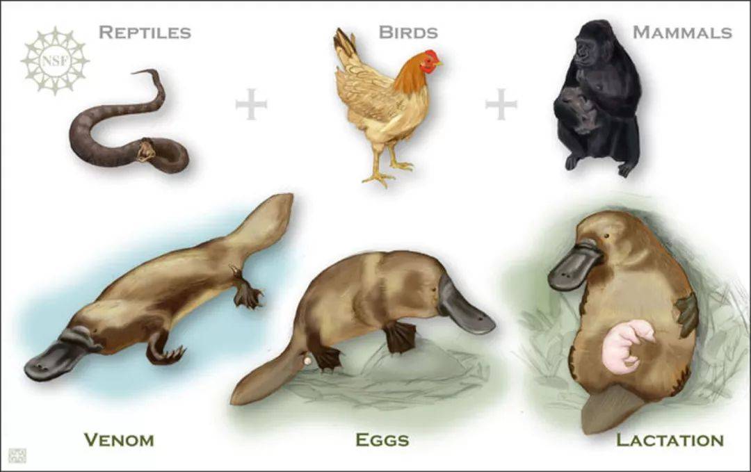 鸭嘴兽进化数码宝贝图片