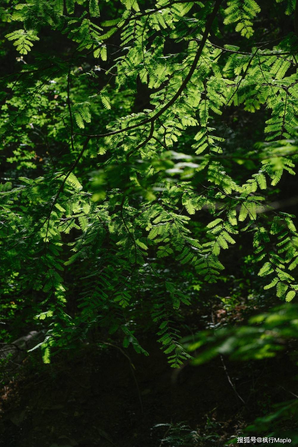 藏在植物园里的暮光森林：活化石水杉、木栈道、水源头，附攻略