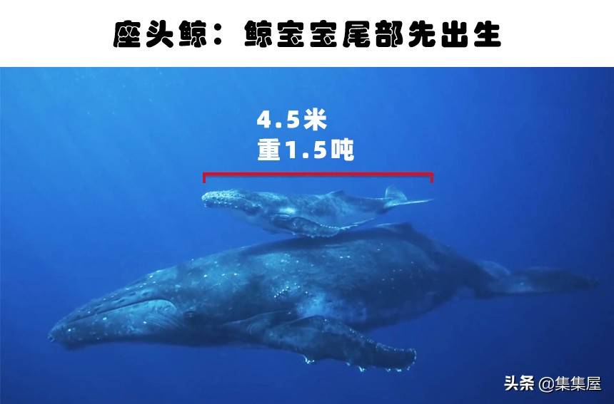 原创你见过孤雌生殖吗一起看看5种动物的分娩有趣小知识