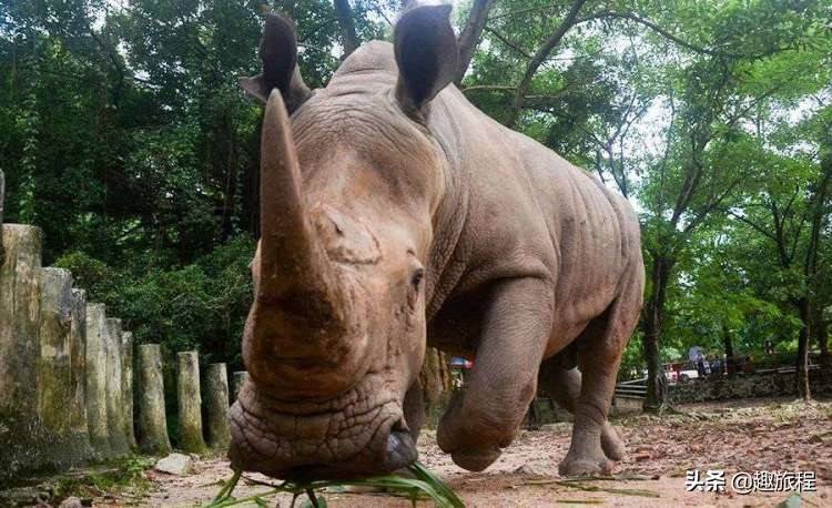 深圳野生動物園年卡來啦全家總動員一同來感受神奇的動物世界