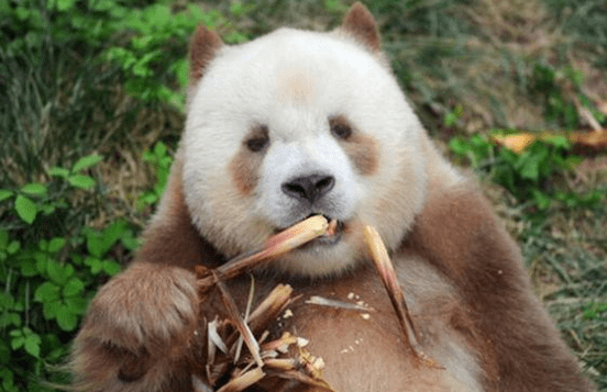 秦岭发现大熊猫‘新物种’，身世悲惨仅此一只，专家：可惜了
