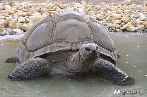 原創世界上最長壽的5種動物烏龜上榜最後一個無限循環生命