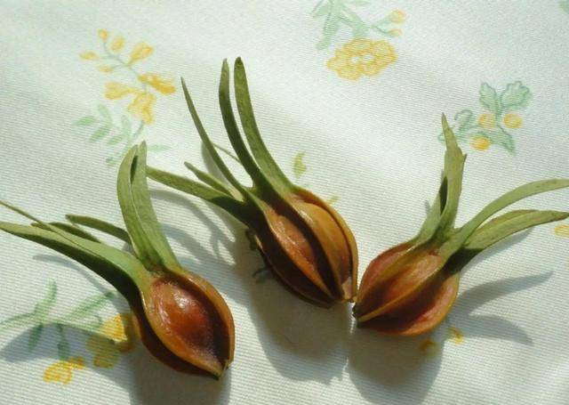 栀子花开完,别掐残花,一直等它自然结籽,变成橘红色就可以摘下来了