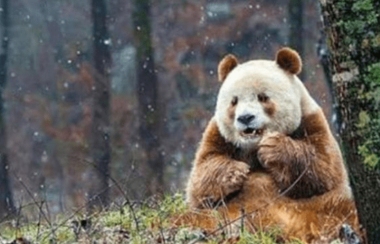 秦岭发现大熊猫‘新物种’，身世悲惨仅此一只，专家：可惜了