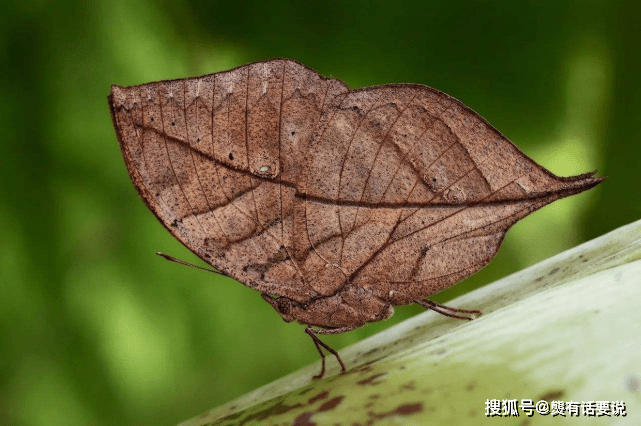 昆蟲界的擬態天花板—蘭花螳螂_蜜蜂_進化_自然界