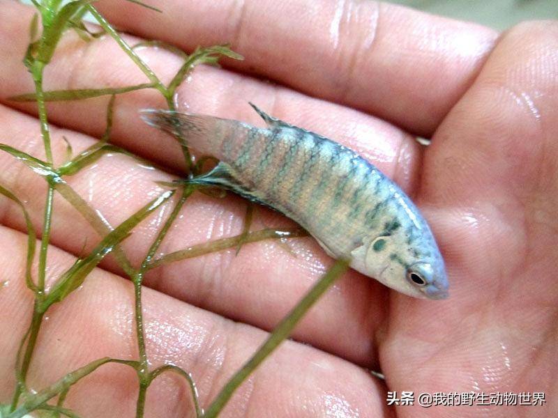 原創農村田野裡的觀賞魚能在陸上存活兇猛好鬥卻對小魚很溫柔