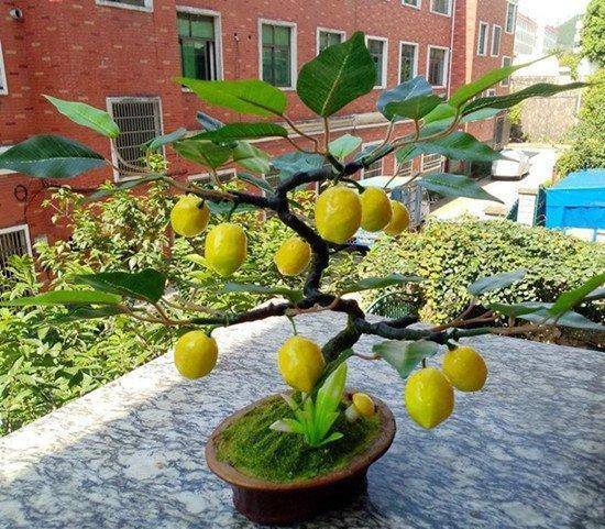 盆栽柠檬掉精光教你3招保果子一棵几十个黄金果