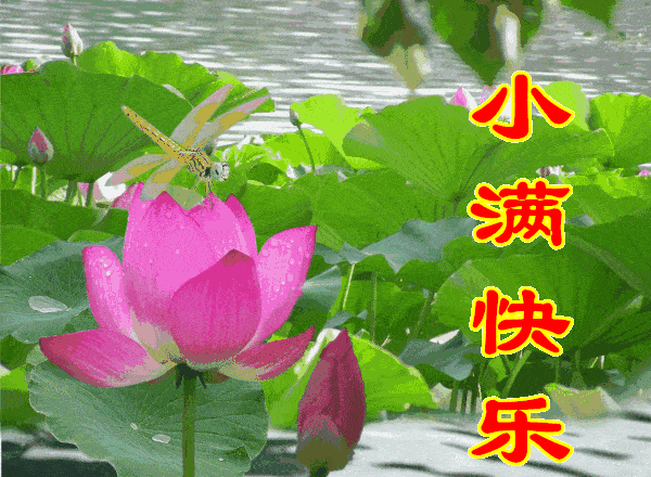 原创5月21日星期六小满清晨早上好问候祝福动态表情图片小满最新早安