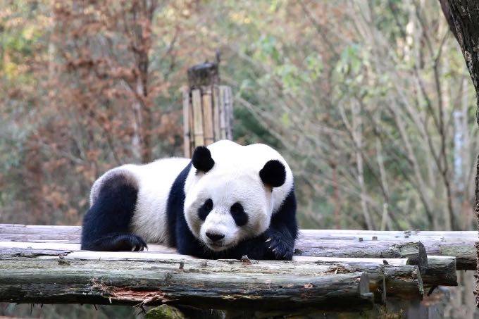 原创             四川人手一只熊猫难道是真的？嫌成都基地人太多还能去那？