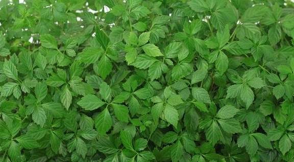 它是天然"胰岛素",用来泡水喝,兴许助你稳定血糖_身体_一定的_人们