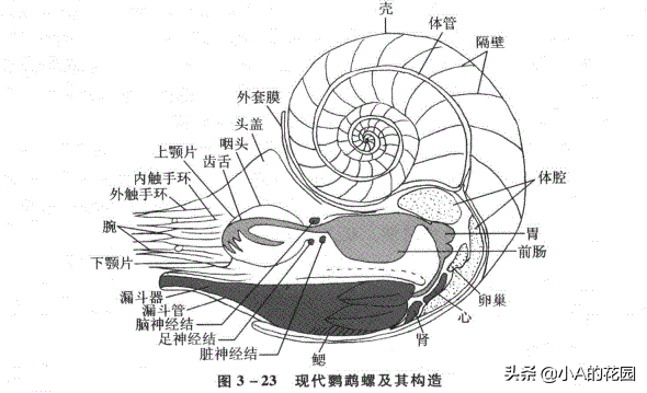 海螺解剖图片