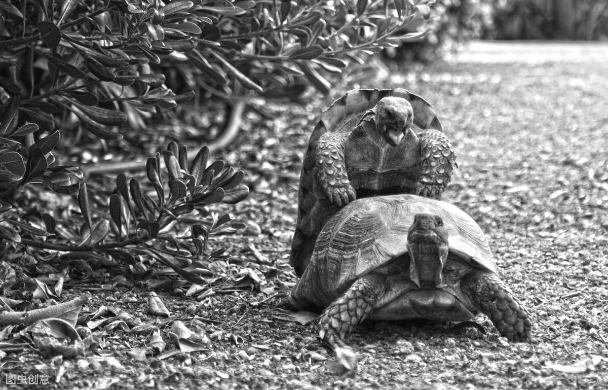 为了顺利交配繁殖 动物们在求偶的过程中会进行哪些举动 鳄鱼 蟾蜍 青蛙