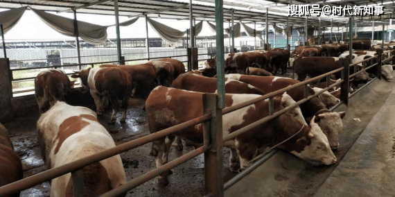饲草种植加工,有机肥生产等项目,县农业农村局局长胥英豪陪同考察,并
