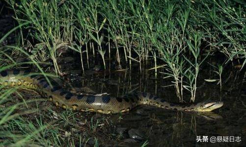 世界上最大的蛇在秦岭图片