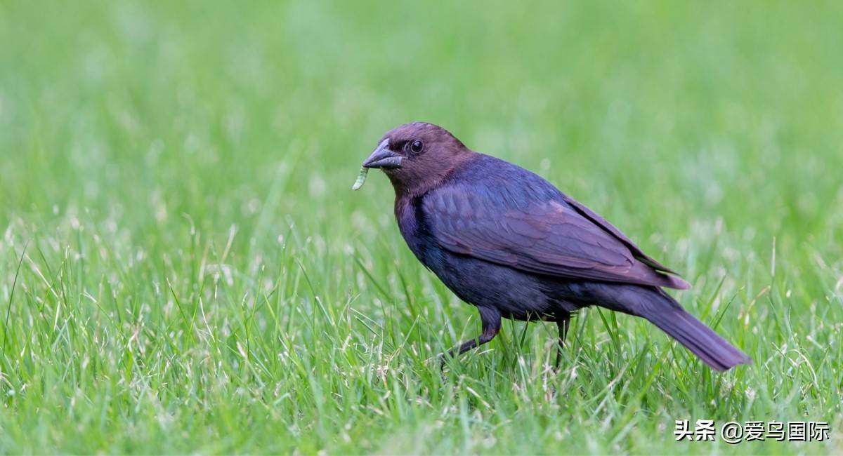 是国内已知首次,厦门发现北美鸟类褐头牛鹂_cliff_高尔夫球场_物种