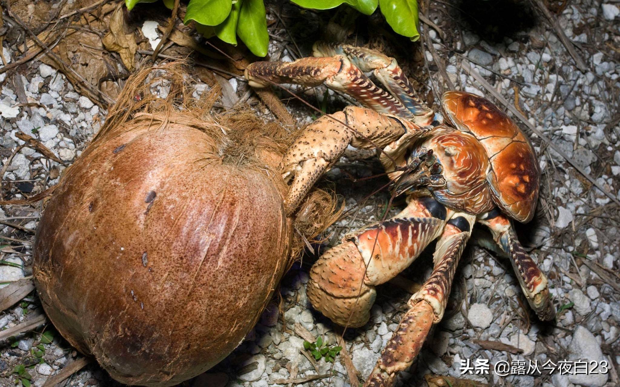 这种会开椰子的螃蟹才是蟹中帝王