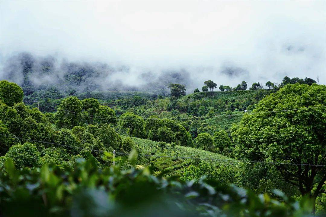 云岭深山观云海,品名茶_赵家琦_茶山_云南