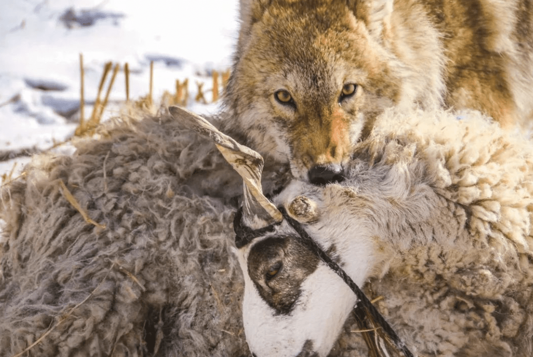 原创沈阳3条狗进村袭击11只羊6只死亡有的被被掏肛咬人怎么办