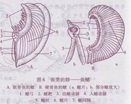 金鱼的身体构造图片