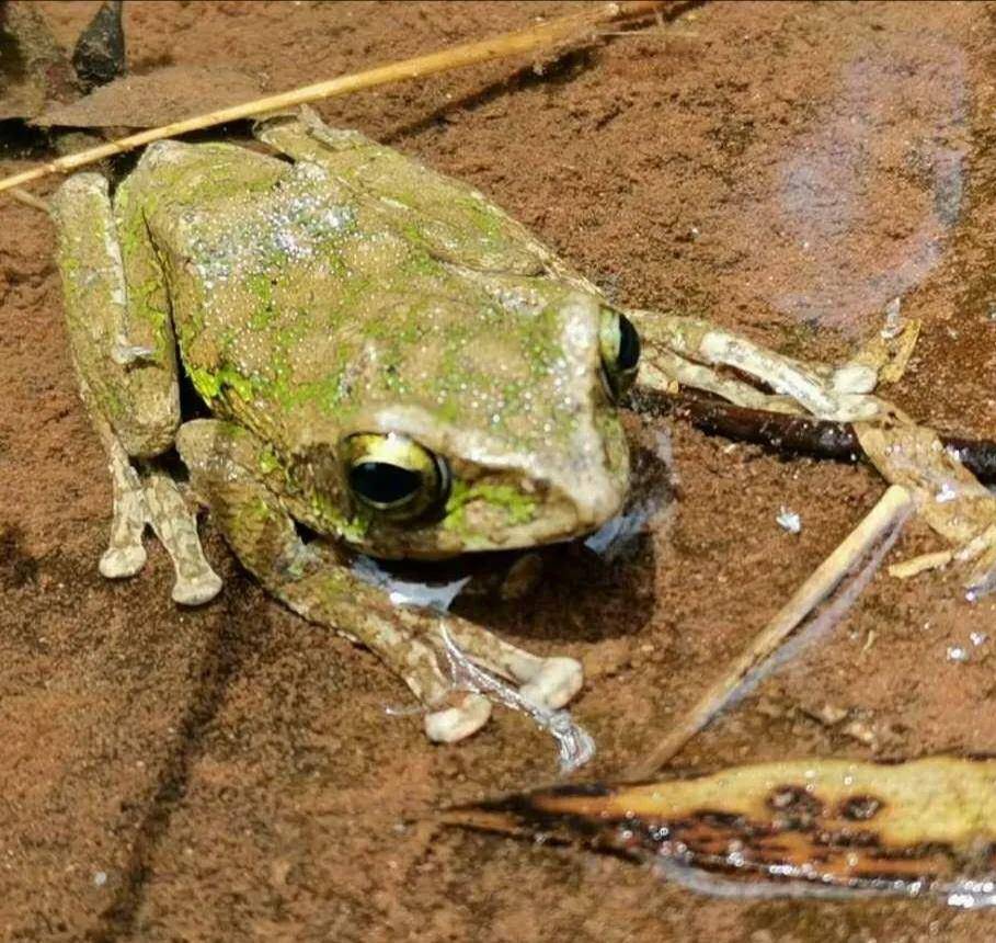 长着圆形吸盘,既不像常见的青蛙蟾蜍,也不是黄荆当地常见的木槐(石蛙)